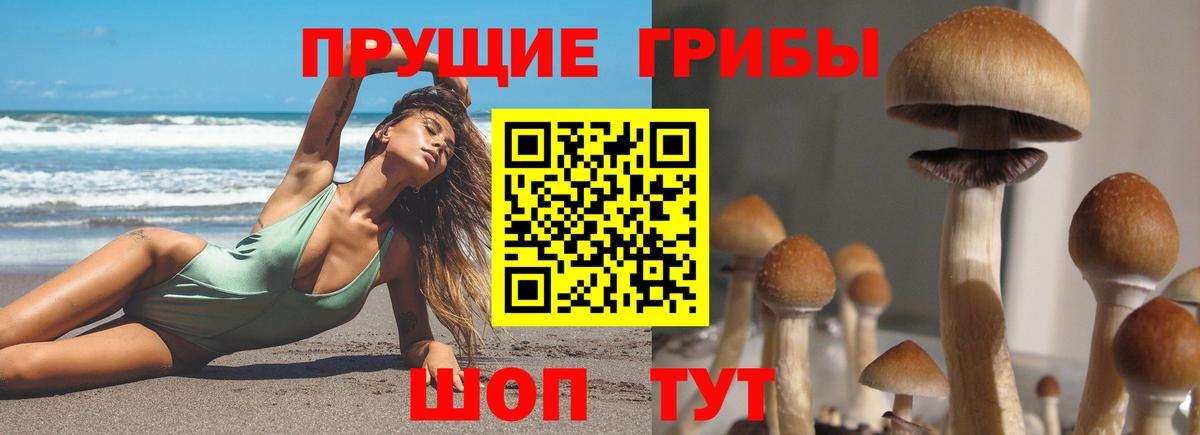 Менделеевск  Псилоцибиновые грибы Cubensis  Вход с VPN 
